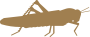 Katydids graphic